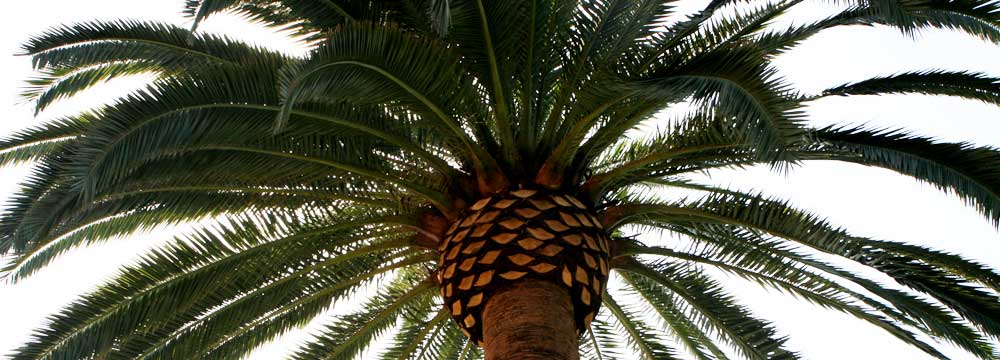 Canary Island Date Palm (Phoenix Canariansis)