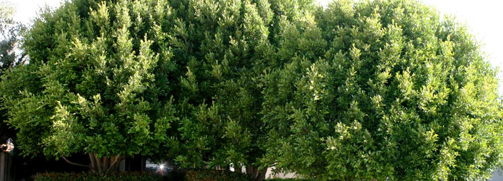 Indian Laurel Ficus (Before) American Arbor Tree Service