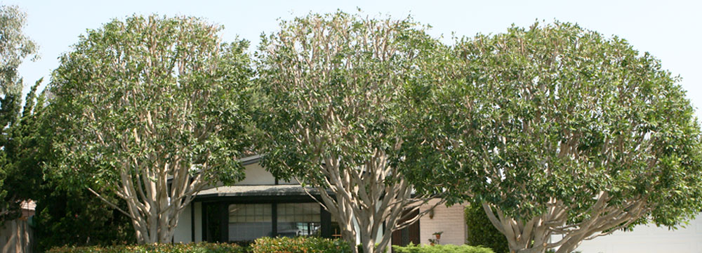 Indian Laurel Ficus (After) American Arbor Tree Service
