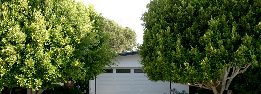 Indian Laurel Ficus (Before) American Arbor Tree Service