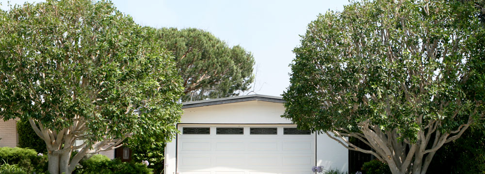 Indian Laurel Ficus (After) American Arbor Tree Service